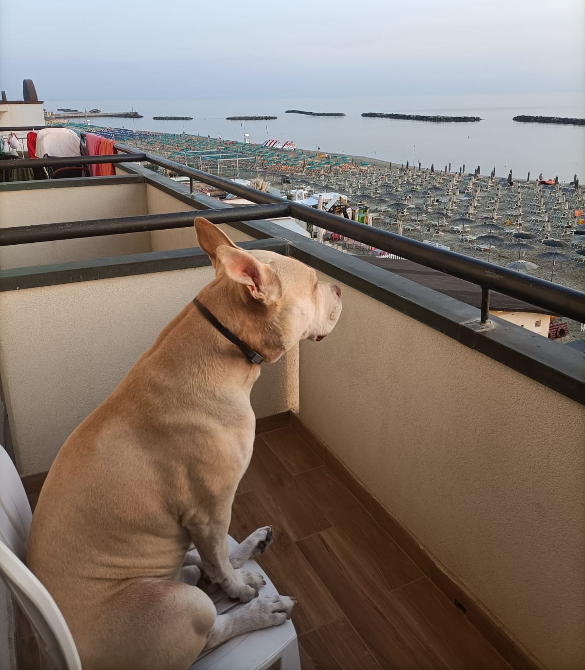 HOTEL PET-FRIENDLY
